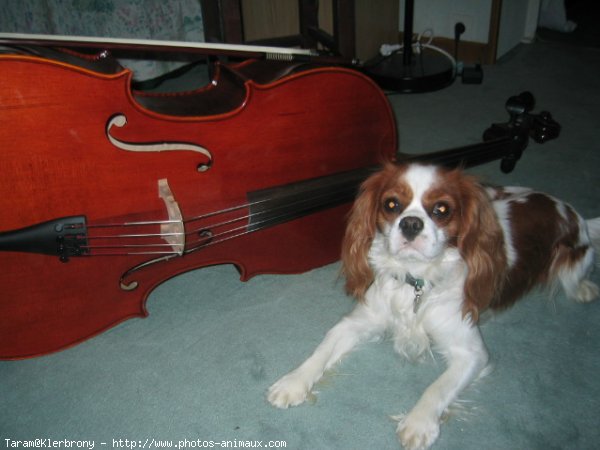 Photo de Cavalier king charles spaniel