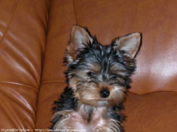 Photo de Yorkshire terrier