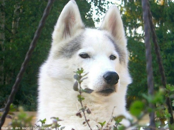 Photo de Husky siberien