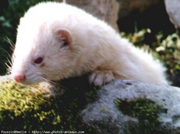 Photo de Furet