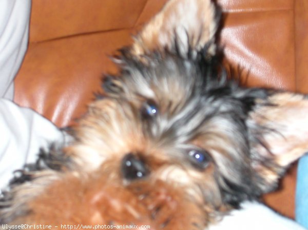 Photo de Yorkshire terrier