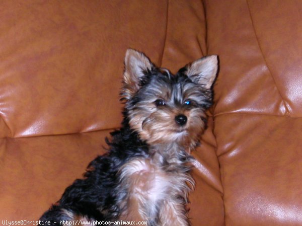 Photo de Yorkshire terrier