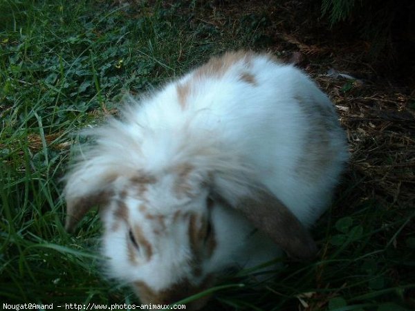 Photo de Lapin