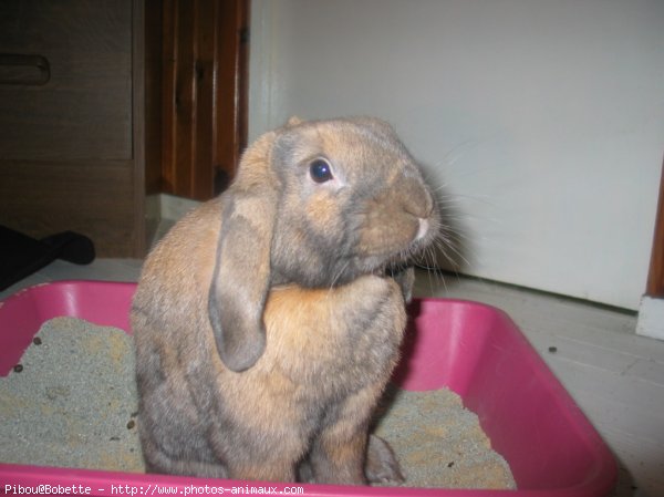 Photo de Lapin