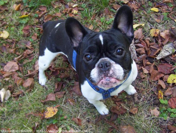 Photo de Bouledogue franais