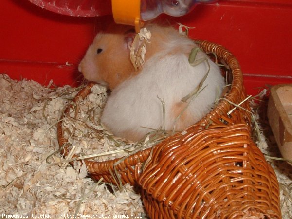 Photo de Hamster