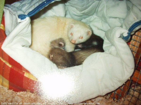 Photo de Furet