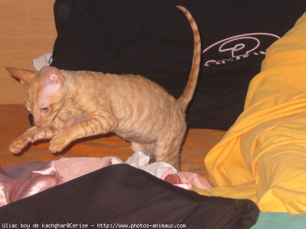 Photo de Cornish rex