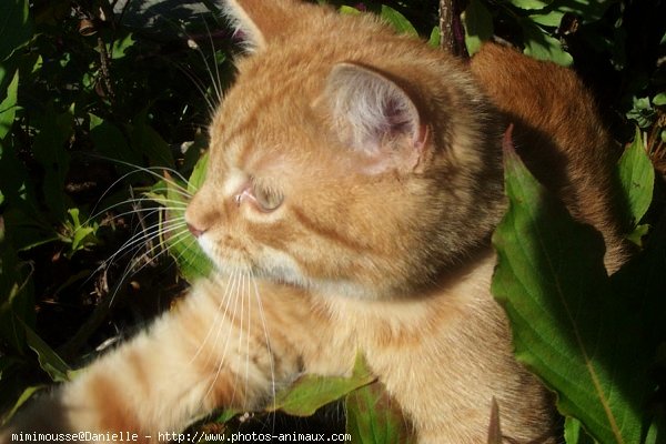 Photo de Chat domestique