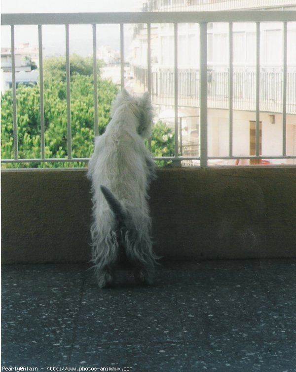 Photo de West highland white terrier