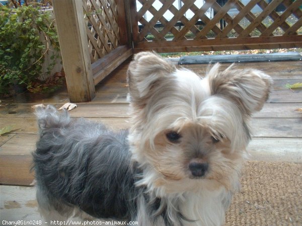 Photo de Yorkshire terrier