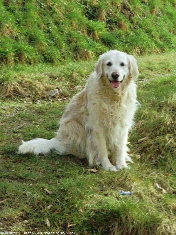 Photo de Golden retriever