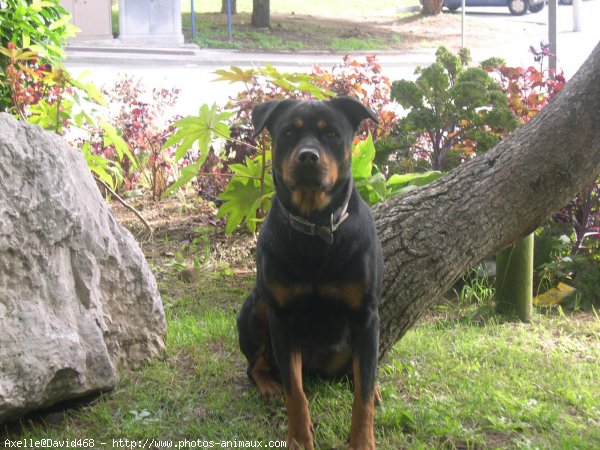 Photo de Rottweiler