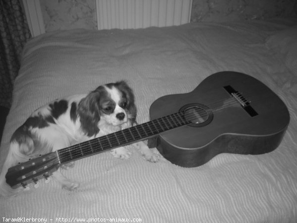 Photo de Cavalier king charles spaniel