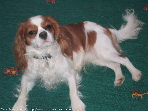 Photo de Cavalier king charles spaniel