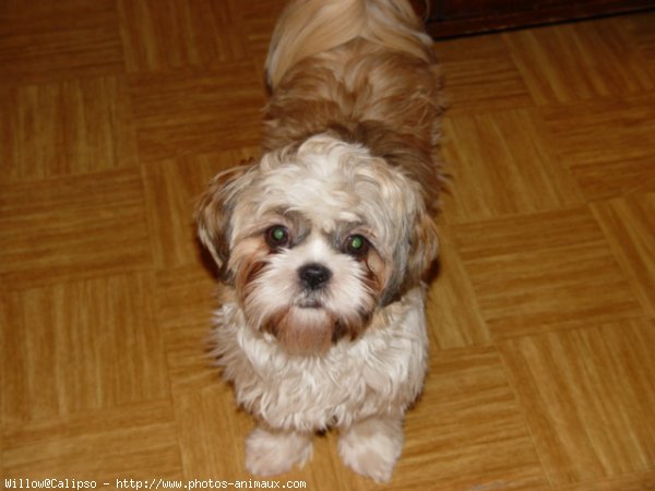 Photo de Shih tzu