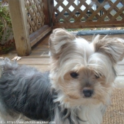 Photo de Yorkshire terrier