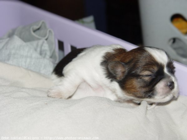 Photo de Shih tzu