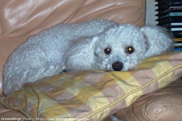 Photo de Bichon  poil fris