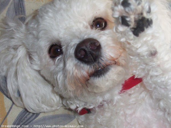 Photo de Bichon  poil fris