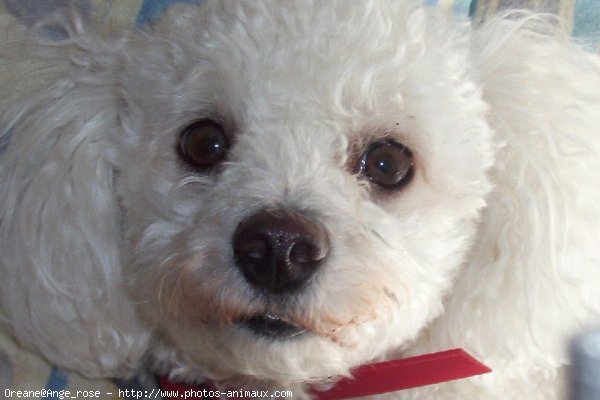 Photo de Bichon  poil fris