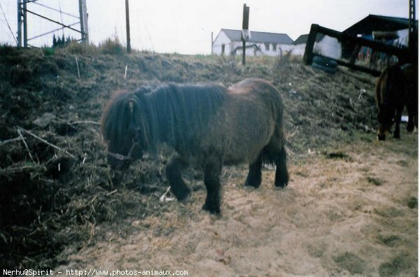 Photo de Shetland