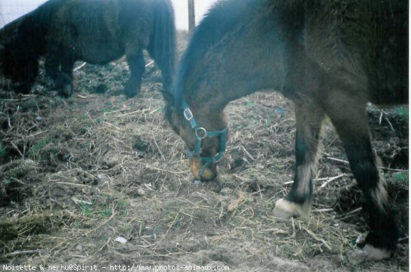 Photo de Races diffrentes