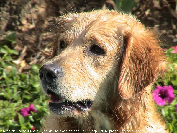 Photo de Golden retriever