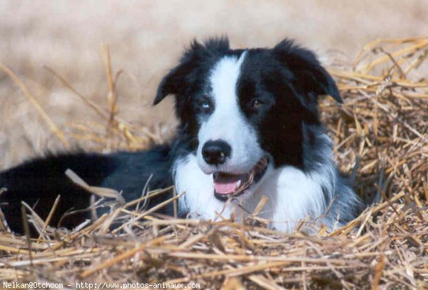 Photo de Border collie