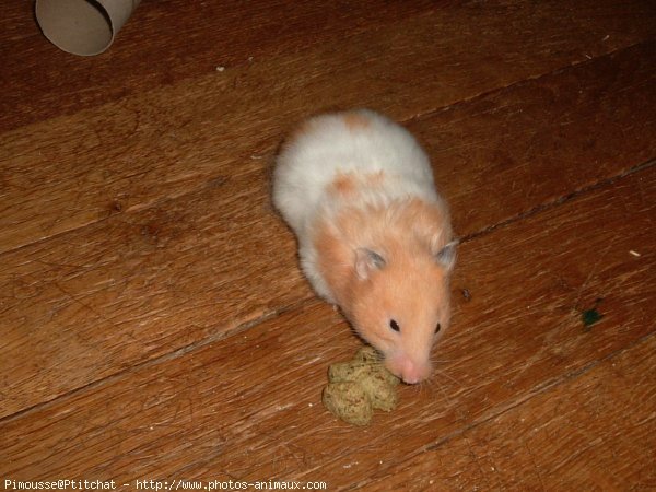 Photo de Hamster