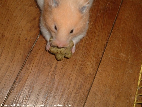 Photo de Hamster