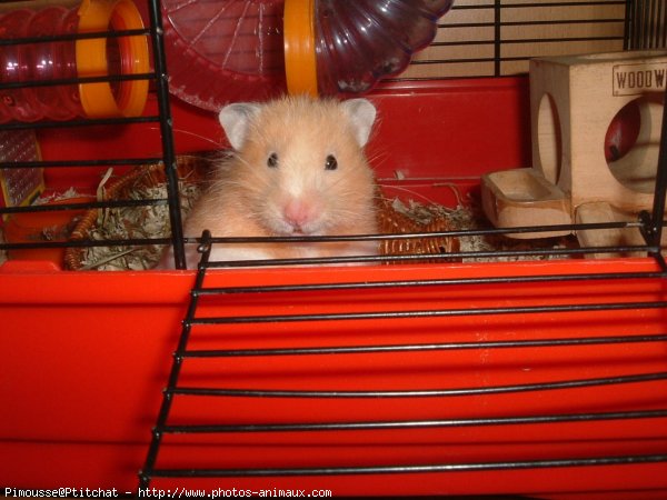 Photo de Hamster