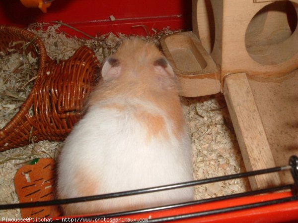 Photo de Hamster