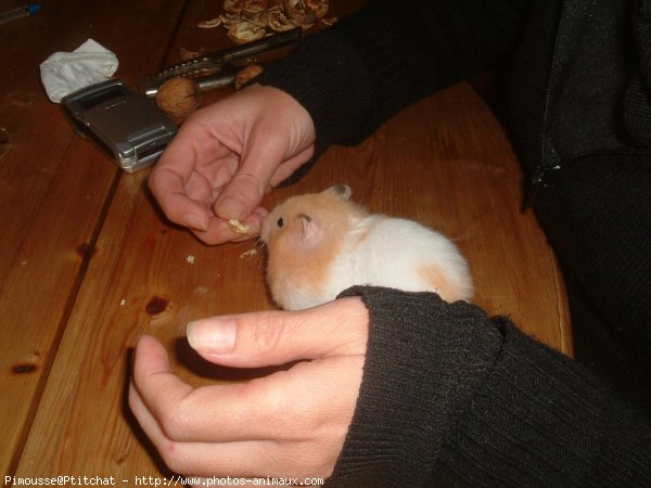 Photo de Hamster