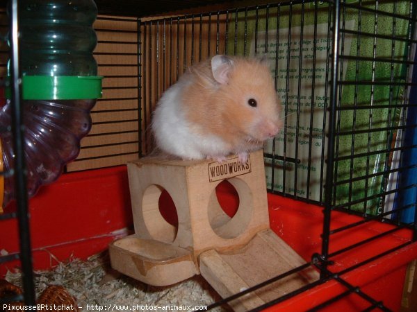 Photo de Hamster