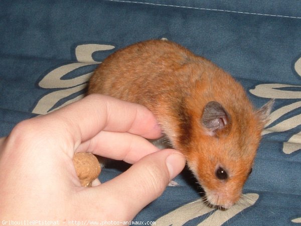 Photo de Hamster