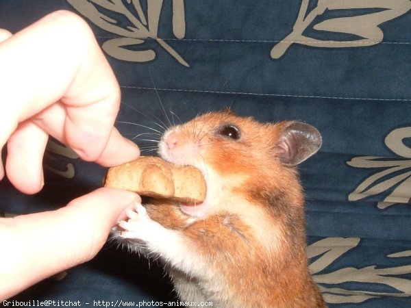 Photo de Hamster