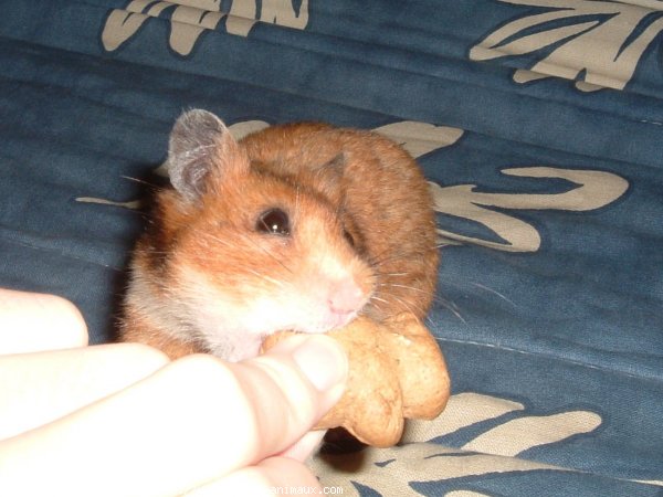 Photo de Hamster