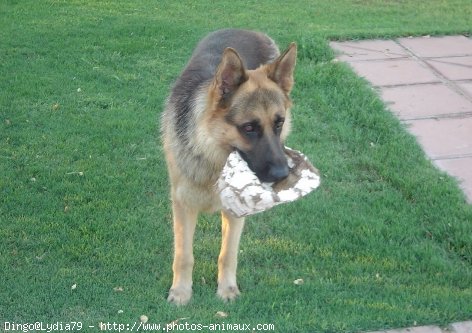 Photo de Berger allemand  poil court