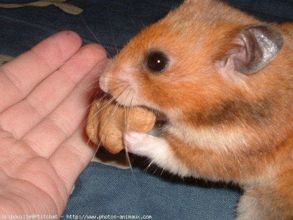 Photo de Hamster