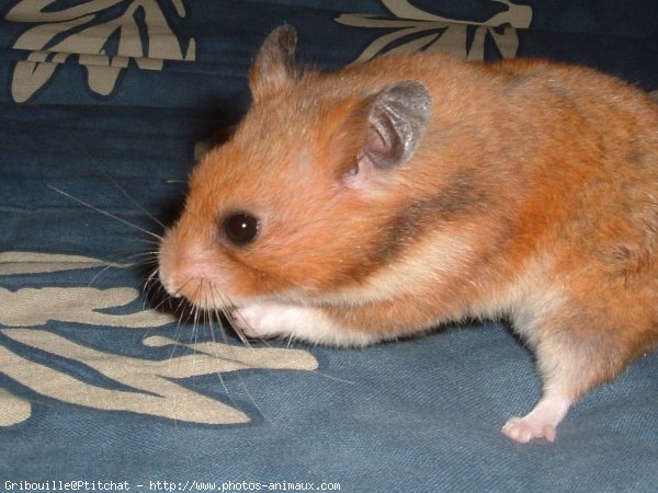 Photo de Hamster