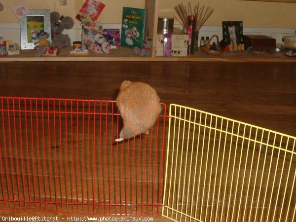 Photo de Hamster