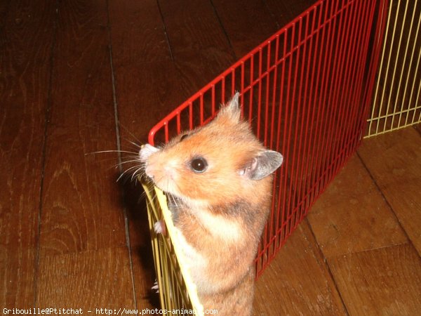 Photo de Hamster