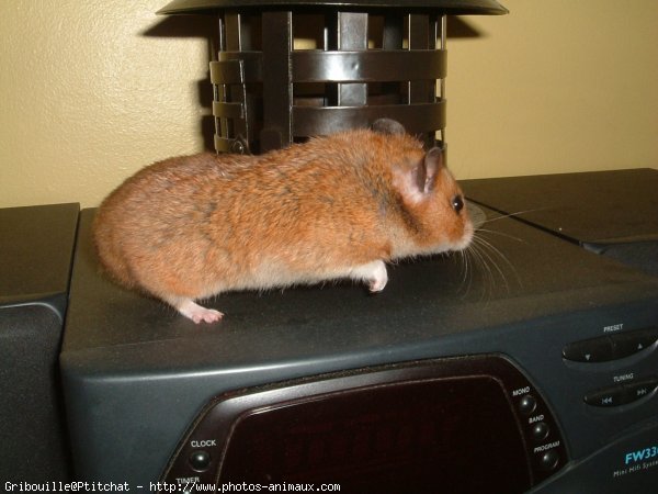 Photo de Hamster