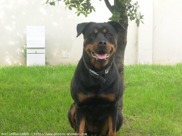 Photo de Rottweiler