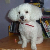 Photo de Bichon  poil fris