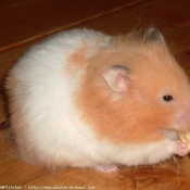 Photo de Hamster