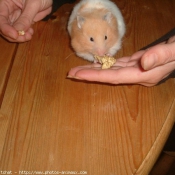 Photo de Hamster