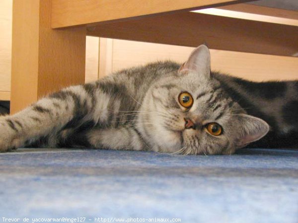 Photo de British shorthair