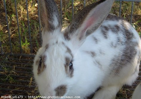 Photo de Lapin